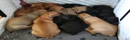 South African Boerboels dogs for sale: Beige  - Ad 3