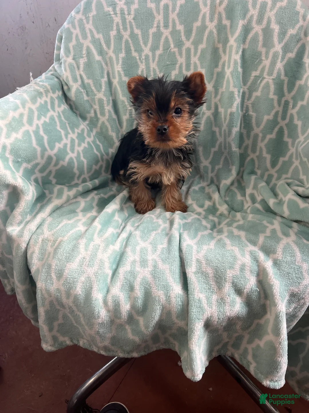 Yorkshire Terrier dogs for sale: William - Ad 6