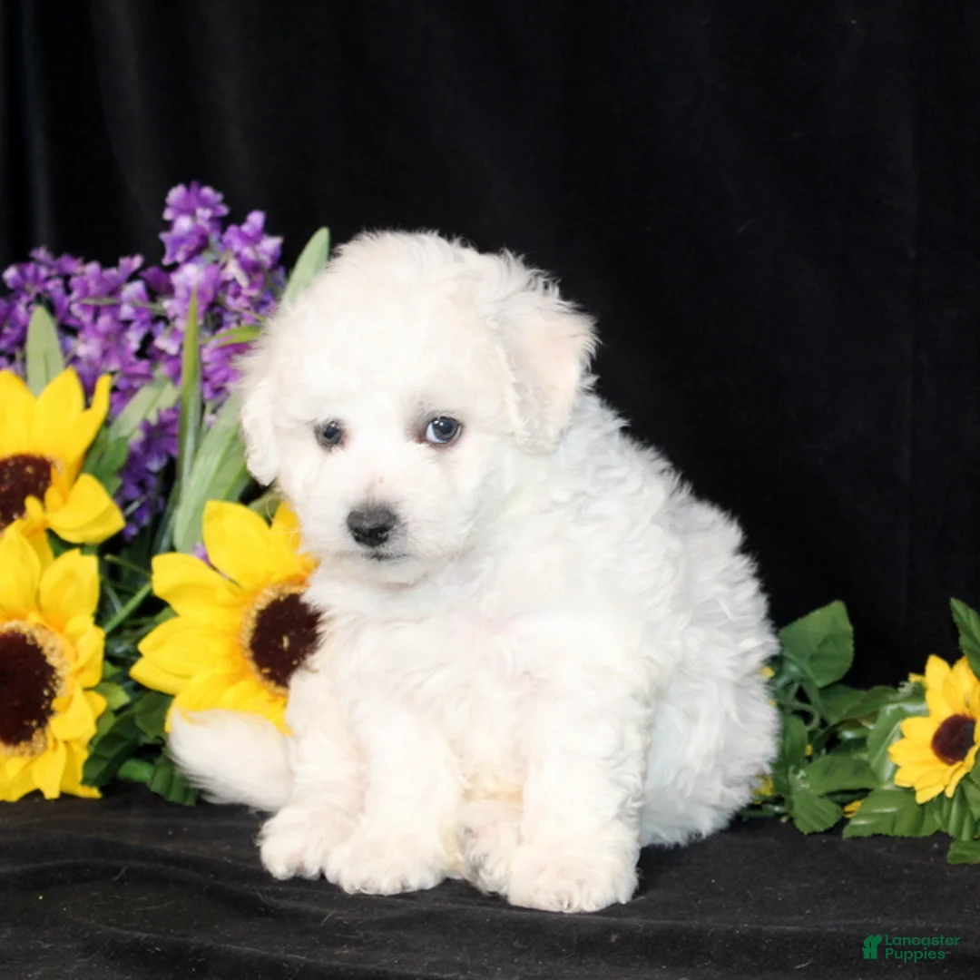 Bichon Frise dogs for sale: Colter - Ad 3