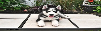 Skye