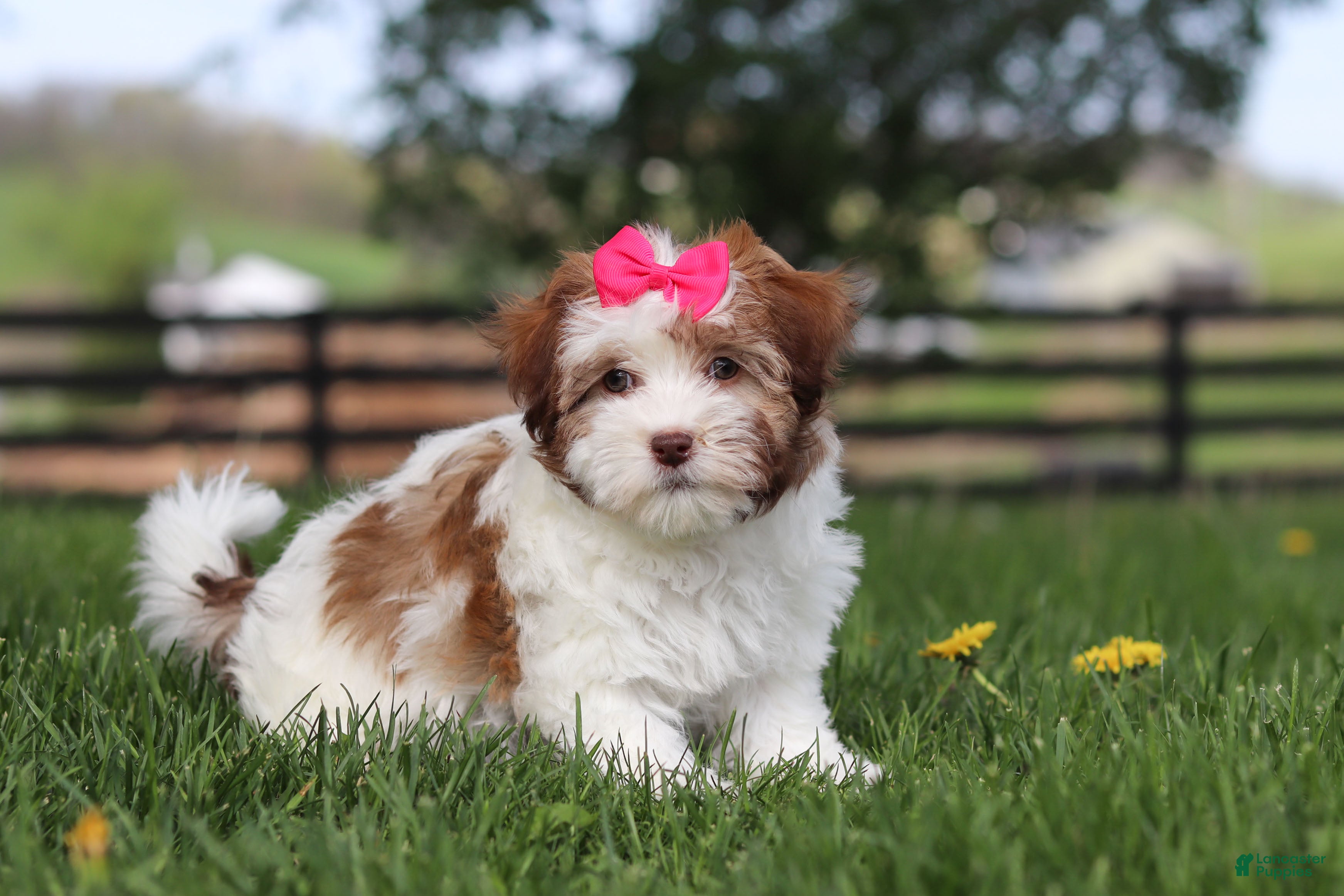 Havanese dogs Elle - Ad 2
