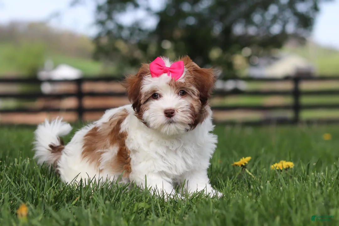 Havanese dogs for sale: Elle - Ad 2