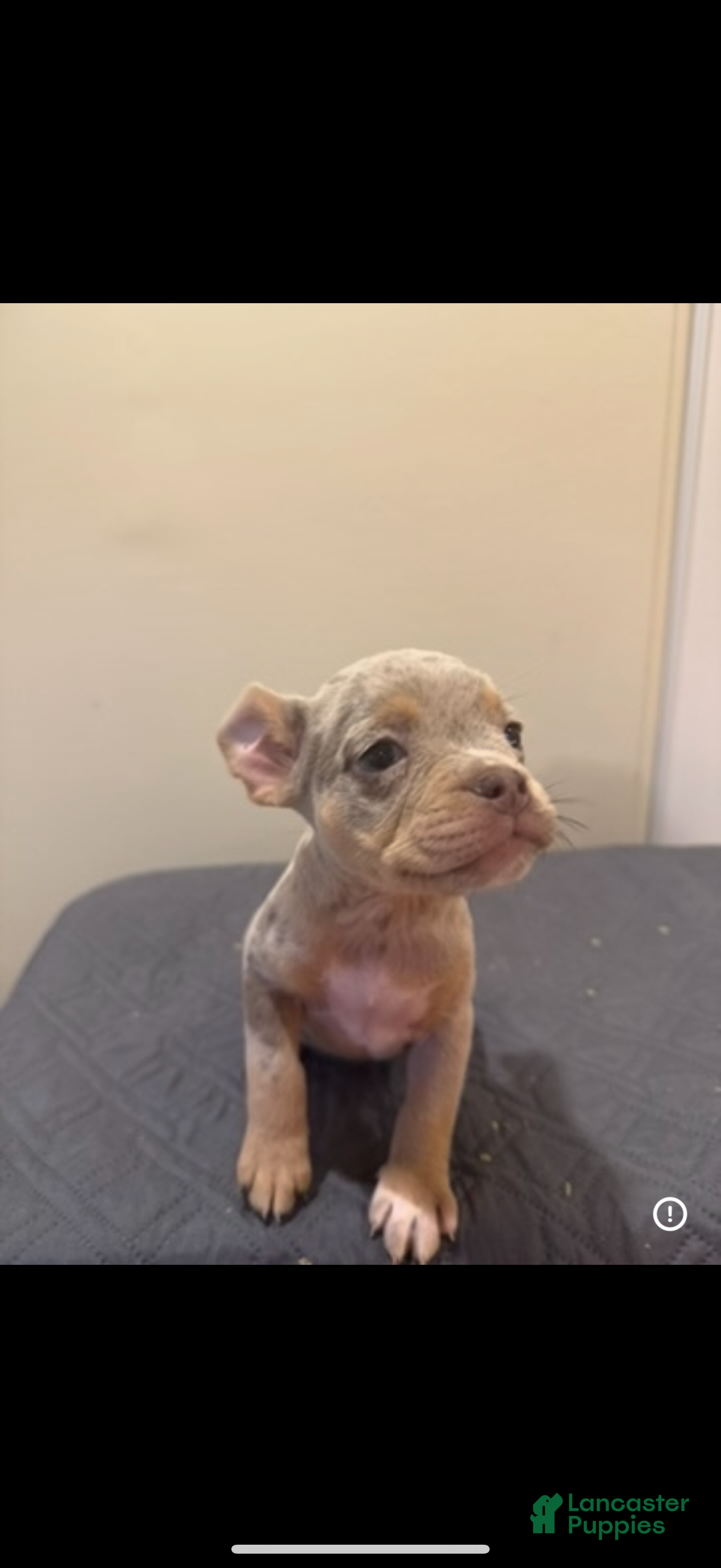 Mixed Breed dogs Mixed Breed Puppy 4 - Ad 9