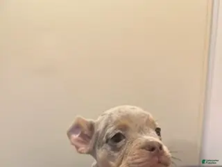 Mixed Breed dogs Mixed Breed Puppy 4 - Ad 21