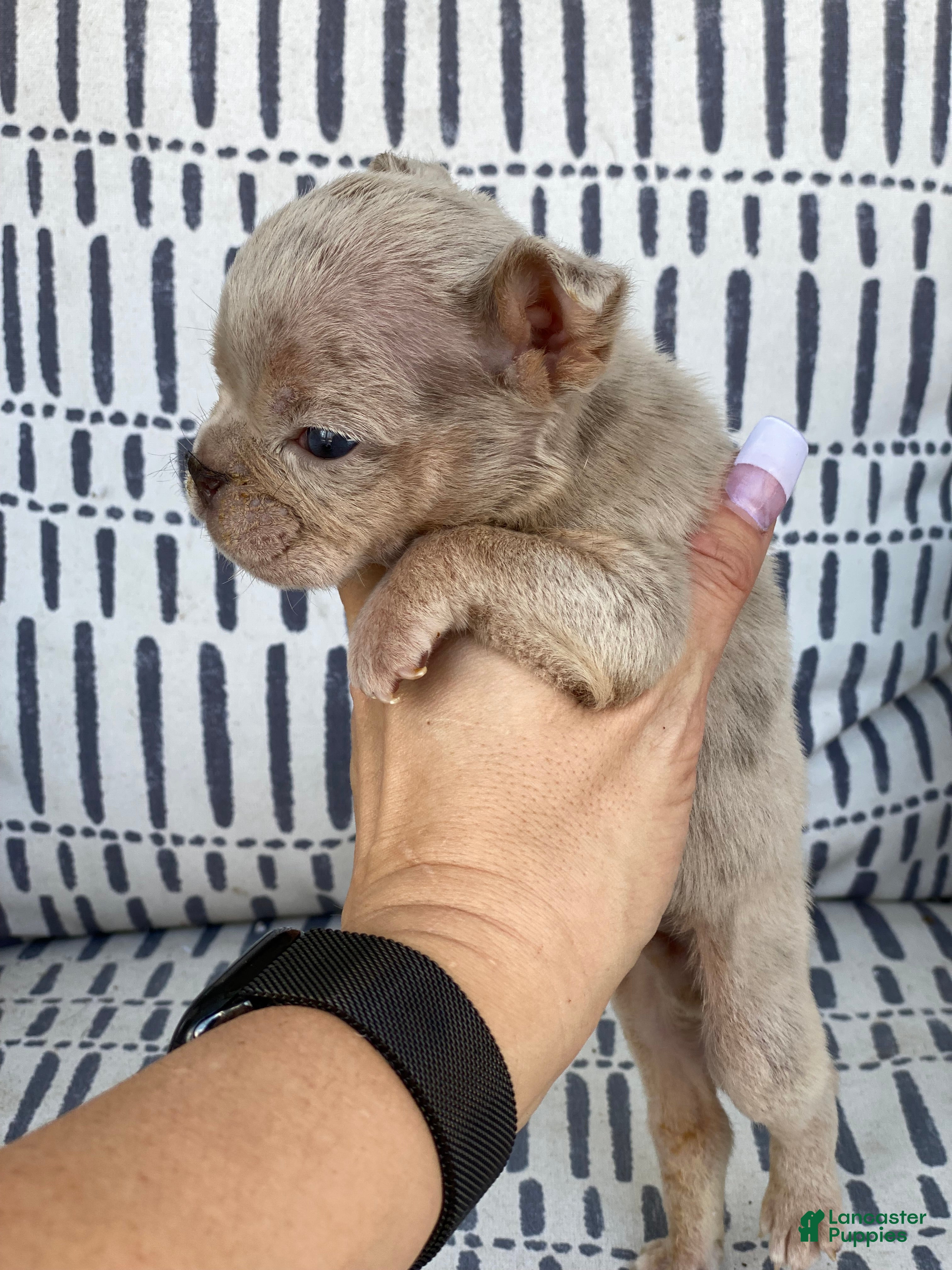 English Bulldog dogs Elio - SPECIAL NEEDS - Ad 10