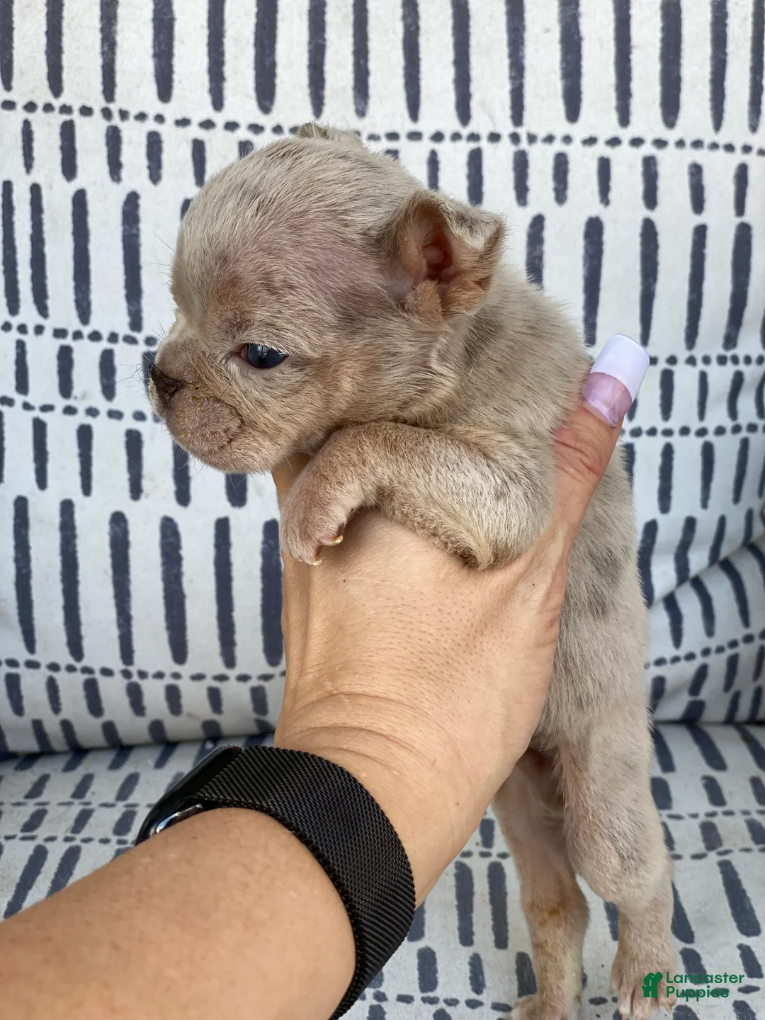 English Bulldog dogs for sale: Elio - SPECIAL NEEDS - Ad 1