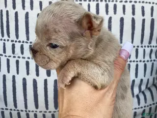 English Bulldog dogs Elio - SPECIAL NEEDS - Ad 10