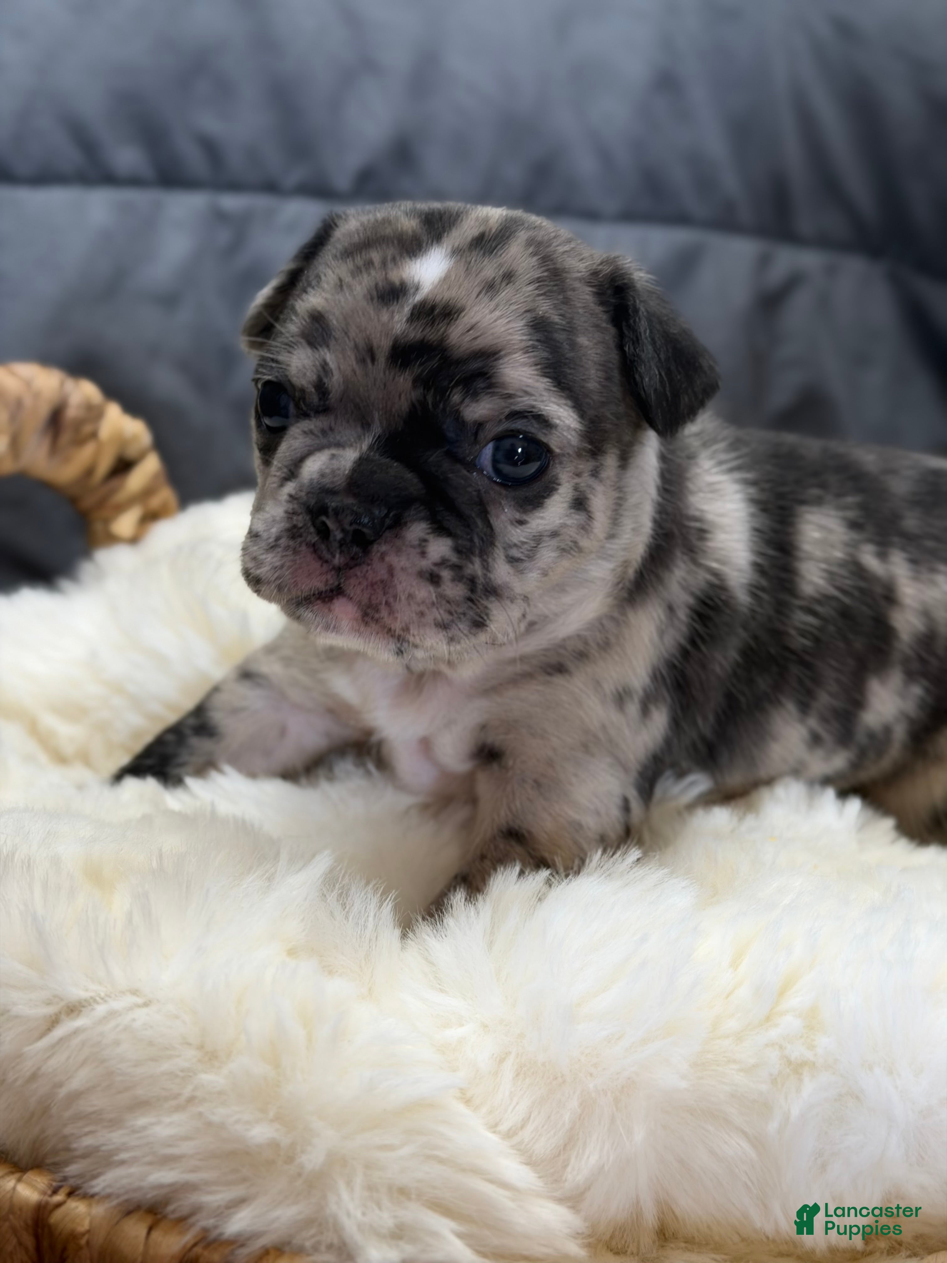 Mixed Breed dogs Poppy - Ad 37