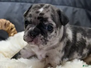 Mixed Breed dogs Poppy - Ad 37