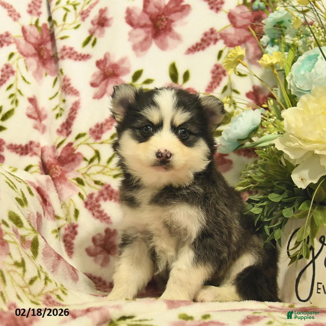 Pomsky dogs for sale: Indigo  - Ad 3