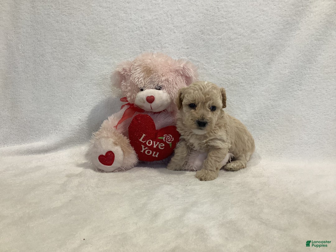 Maltipoo dogs for sale: Cuddles - Ad 8