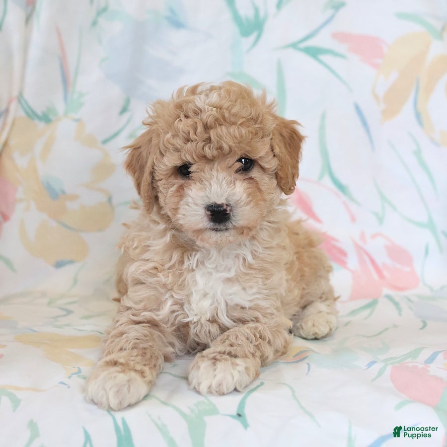 Miniature Poodle dogs for sale: Randy - Ad 4