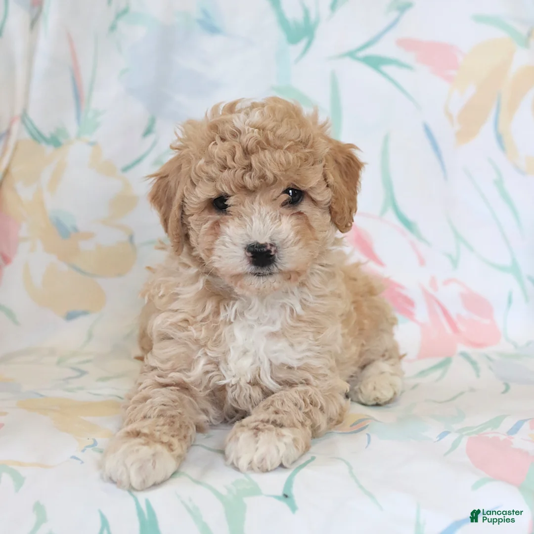 Miniature Poodle dogs for sale: Randy - Ad 1