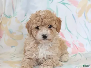 Miniature Poodle dogs for sale: Randy - Ad 4