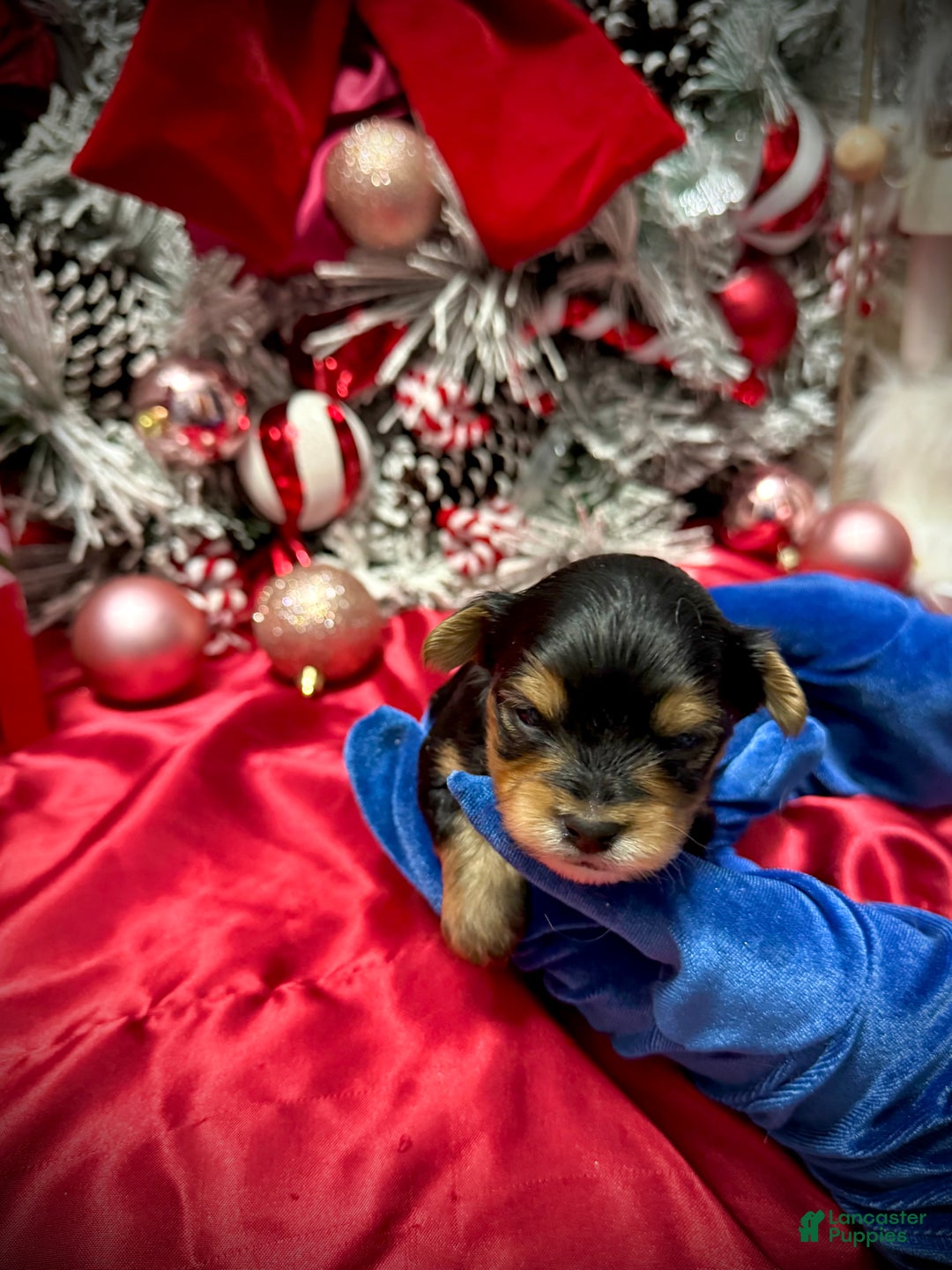 Yorkshire Terrier dogs for sale: Fettuccine  - Ad 12