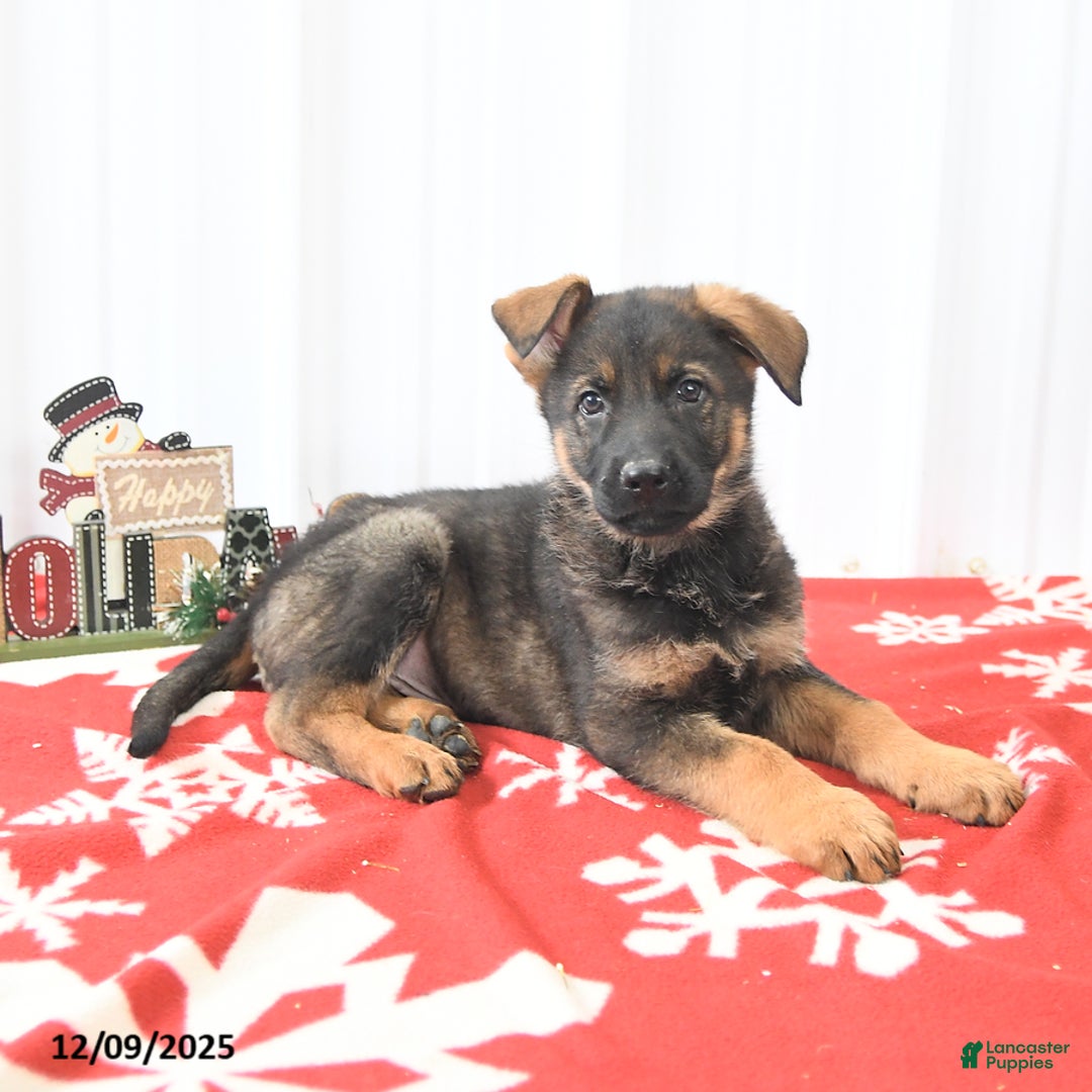 German Shepherd dogs for sale: Lucky  - Ad 4