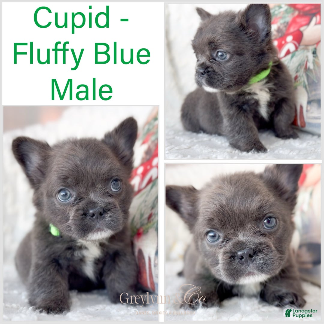 French Bulldog dogs for sale: Cupid Fluffy Male - Ad 2