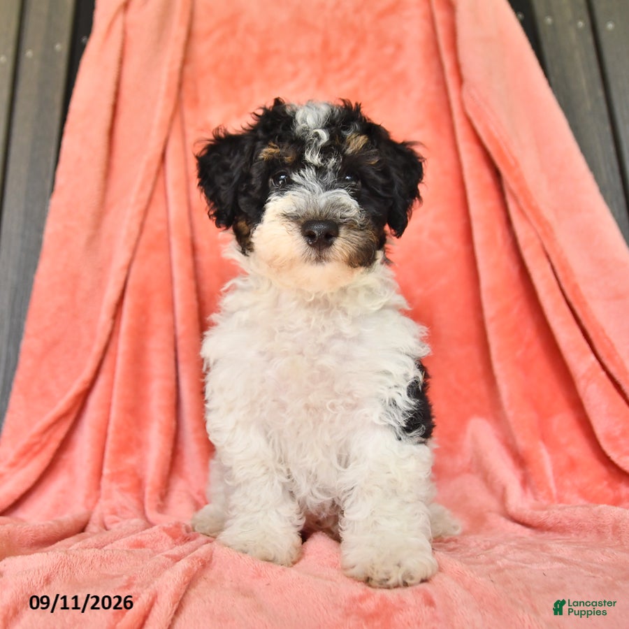 Bichpoo dogs Sparky - Ad 2
