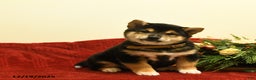 Shiba Inu dogs for sale: Elliot - Ad 1