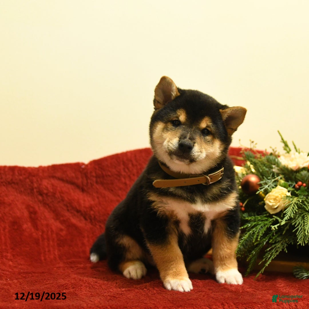 Shiba Inu dogs for sale: Elliot - Ad 1