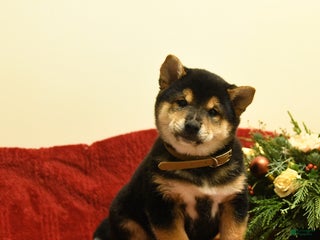 Shiba Inu dogs Elliot - Ad 35