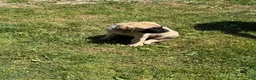 English Mastiff dogs for sale: Puppy 1 - Ad 4