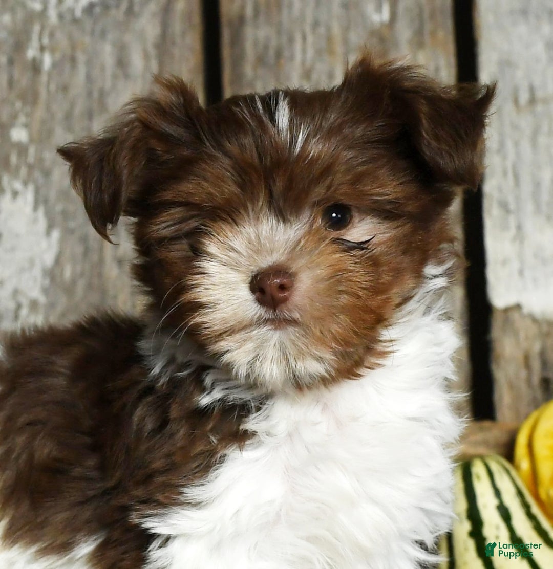 Havanese dogs for sale: Carolina - Ad 9