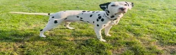 Dalmatian dogs for stud: Dalmatian stud  - Ad 4