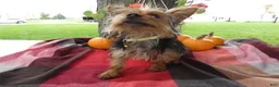 Yorkshire Terrier dogs for sale: Yorkshire Terrier 1 Tommy - Ad 4