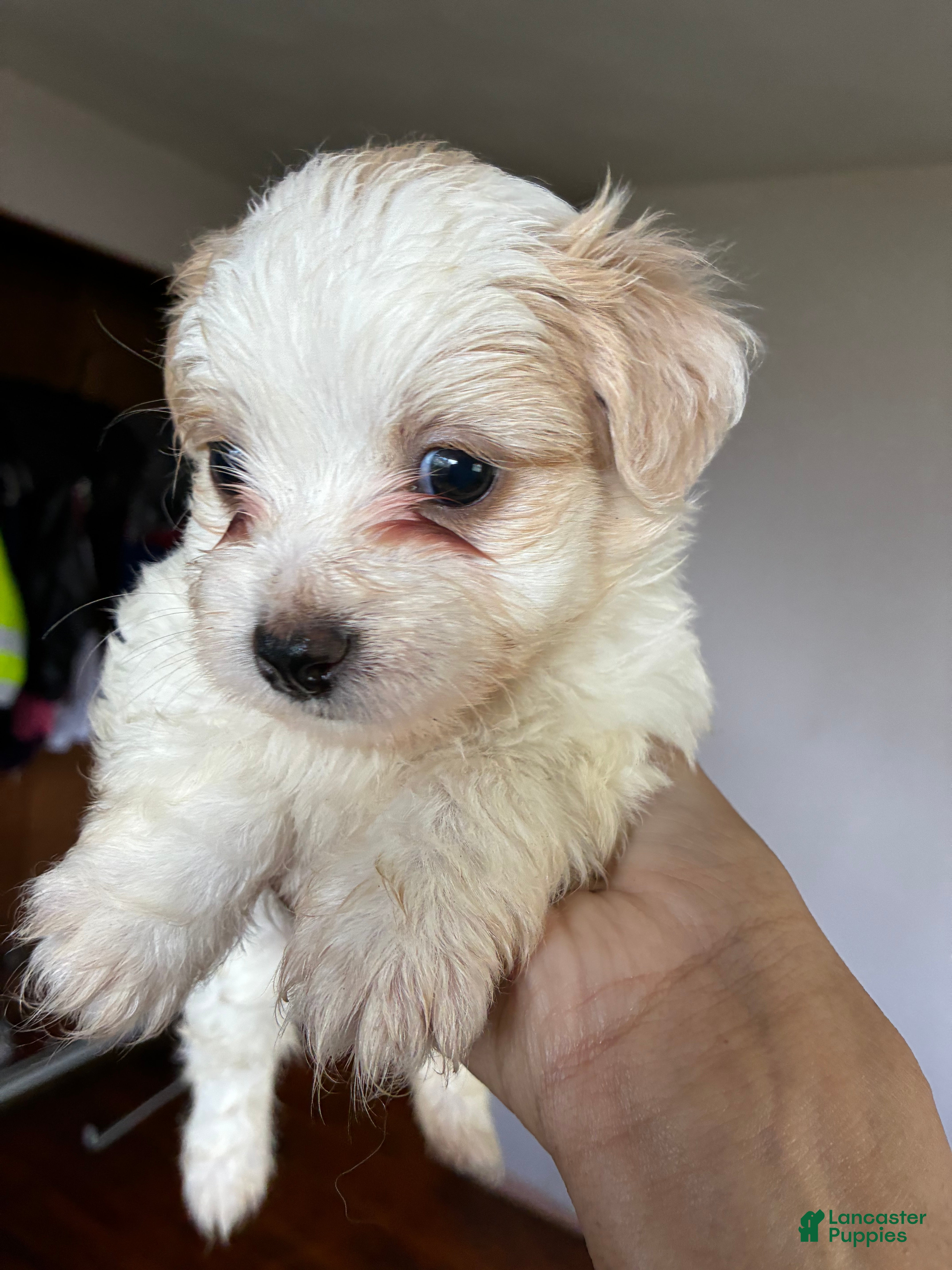 Bichon Frise dogs Havanese Puppy 1 - Ad 35