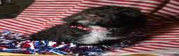 Standard Poodle dogs for sale: Violet - Ad 1