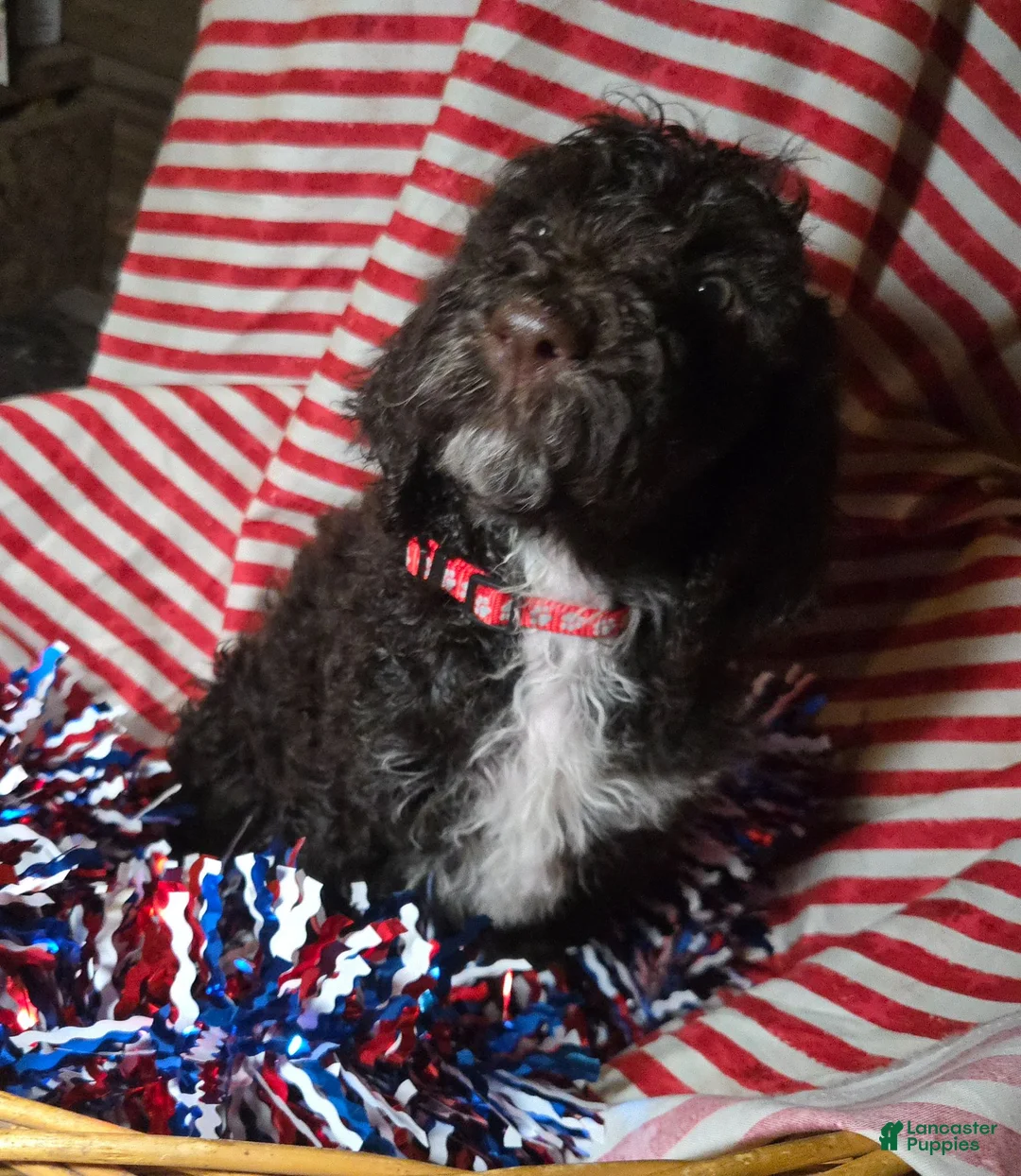 Standard Poodle dogs for sale: Violet - Ad 1