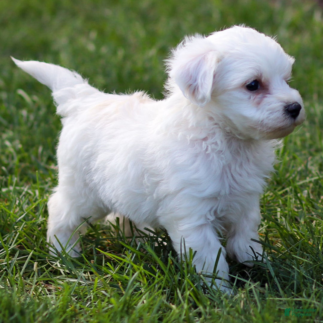 Maltipoo dogs for sale: Sarge - Ad 5