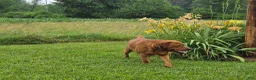 Labrador Retriever dogs for stud: Barney - Ad 3