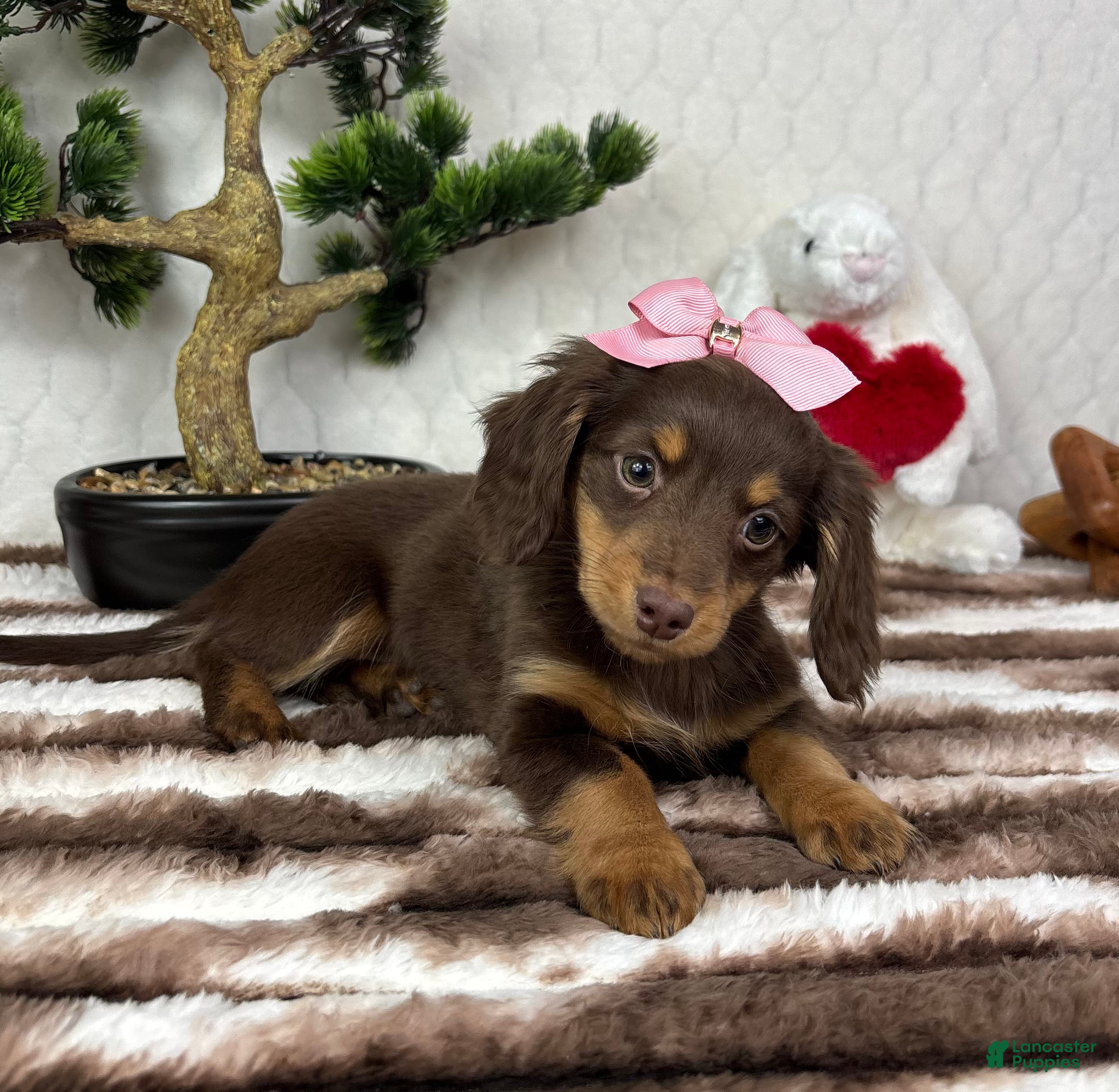Miniature Dachshund dogs Daisy  - Ad 7