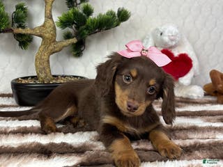 Miniature Dachshund dogs Daisy - Ad 7