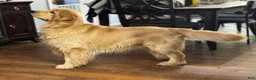 Golden Retriever dogs for sale: 4362 Purple Collar - Ad 5