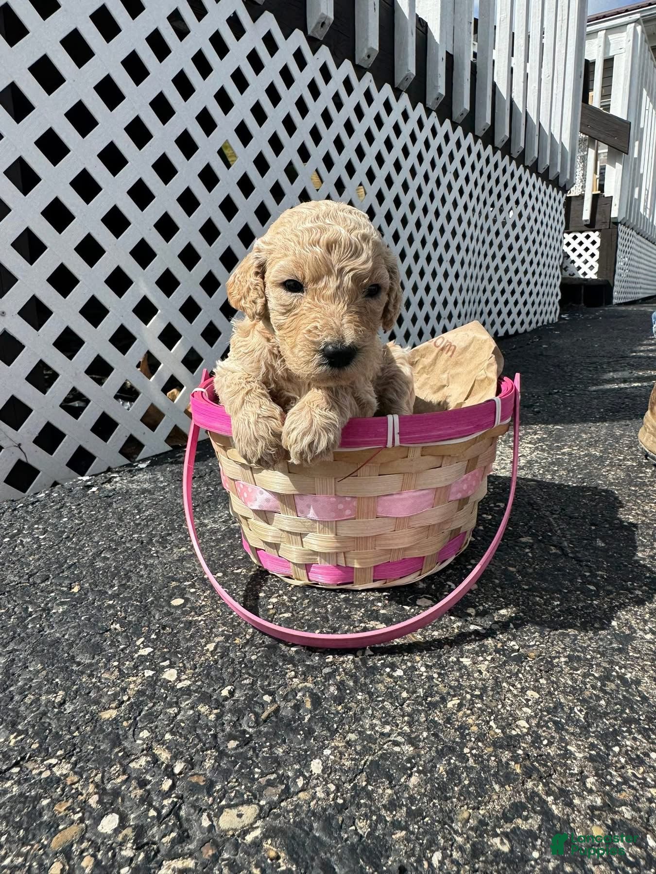 Goldendoodle dogs Goldendoodle Female - Brown - Ad 36