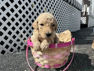 Goldendoodle dogs Goldendoodle Female - Brown - Ad 36