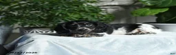 Miniature Dachshund dogs for sale: Adams - Ad 5