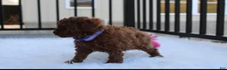 Toy Poodle dogs for sale: Maggie  - Ad 6