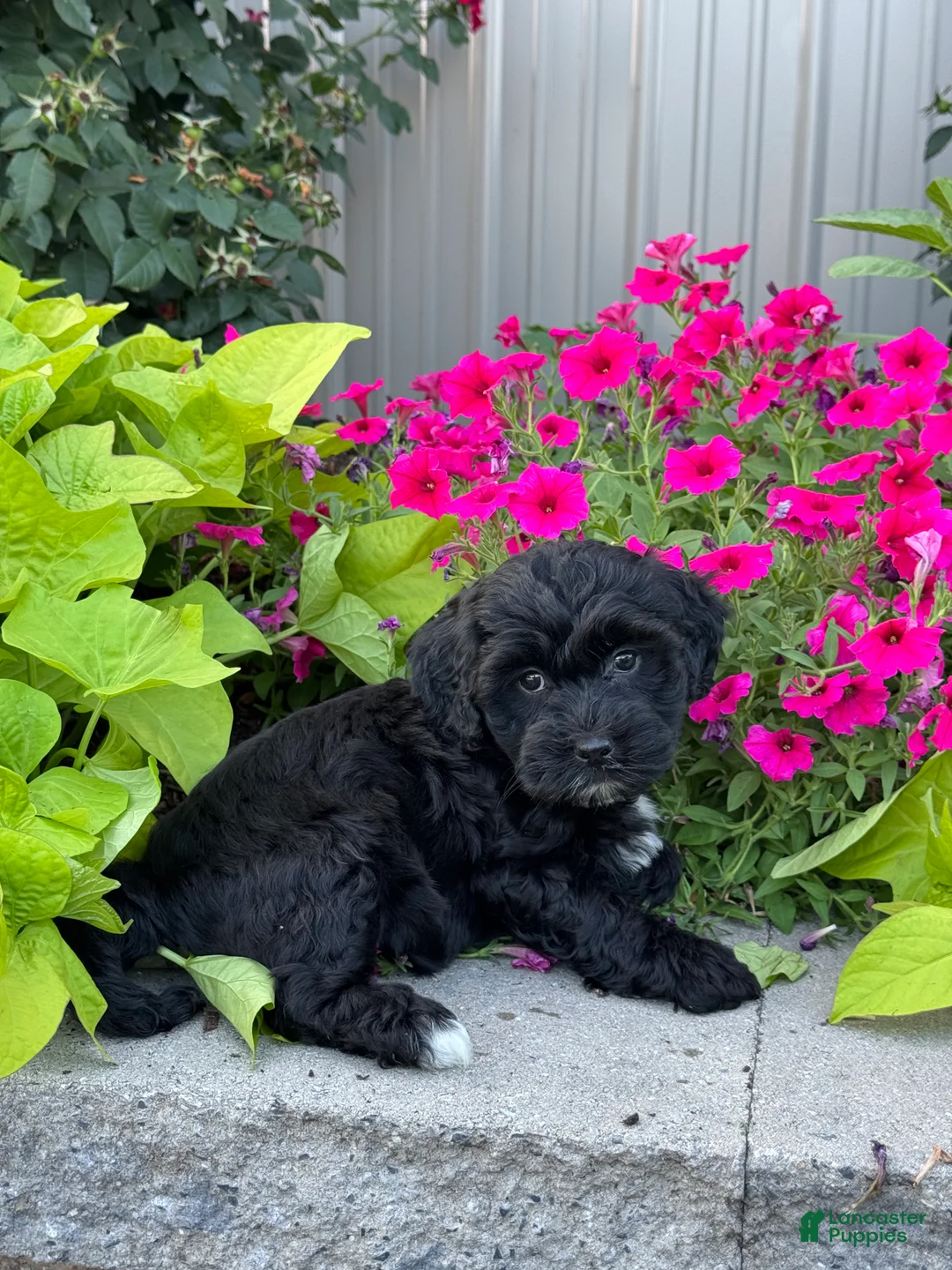 Lhasapoo dogs for sale: Abigail - Ad 2
