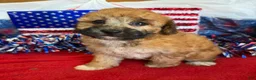 Toy Poodle dogs for sale: Trudy - Ad 2