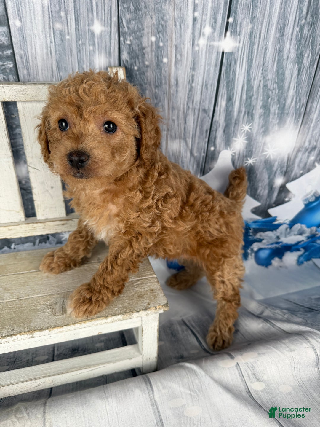 Cavapoo dogs for sale: Rita - Ad 7