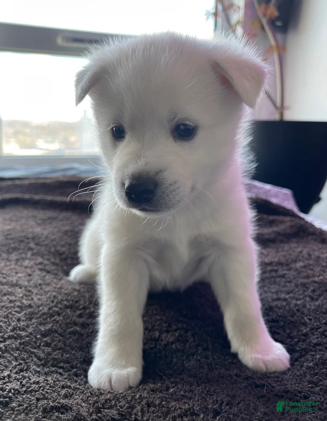 Alaskan Klee Kai dogs for sale: Ghost  - Ad 2