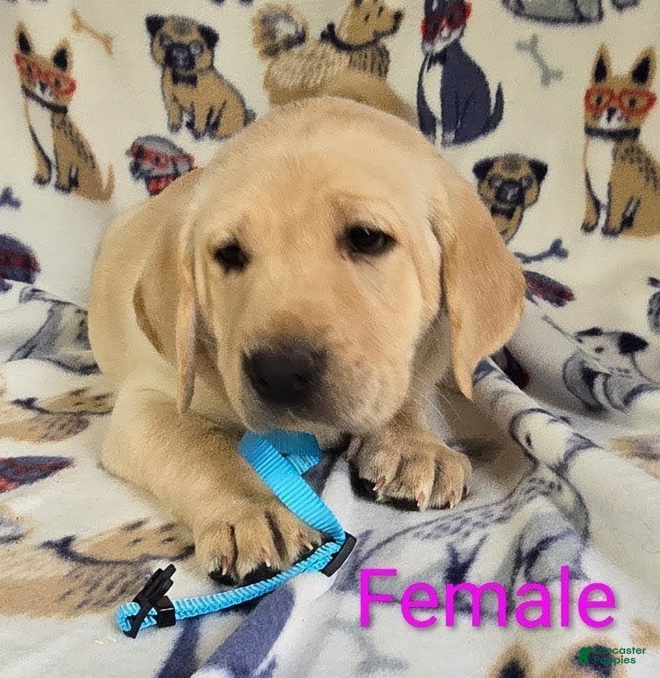 Labrador Retriever dogs Labrador Retriever Lt. Blue Collar - Ad 1