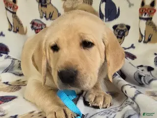 Labrador Retriever dogs for sale: Labrador Retriever Lt. Blue Collar - Ad 1