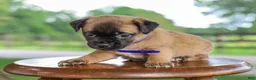 Jug dogs for sale: Zachary Jug Puppy - Ad 3