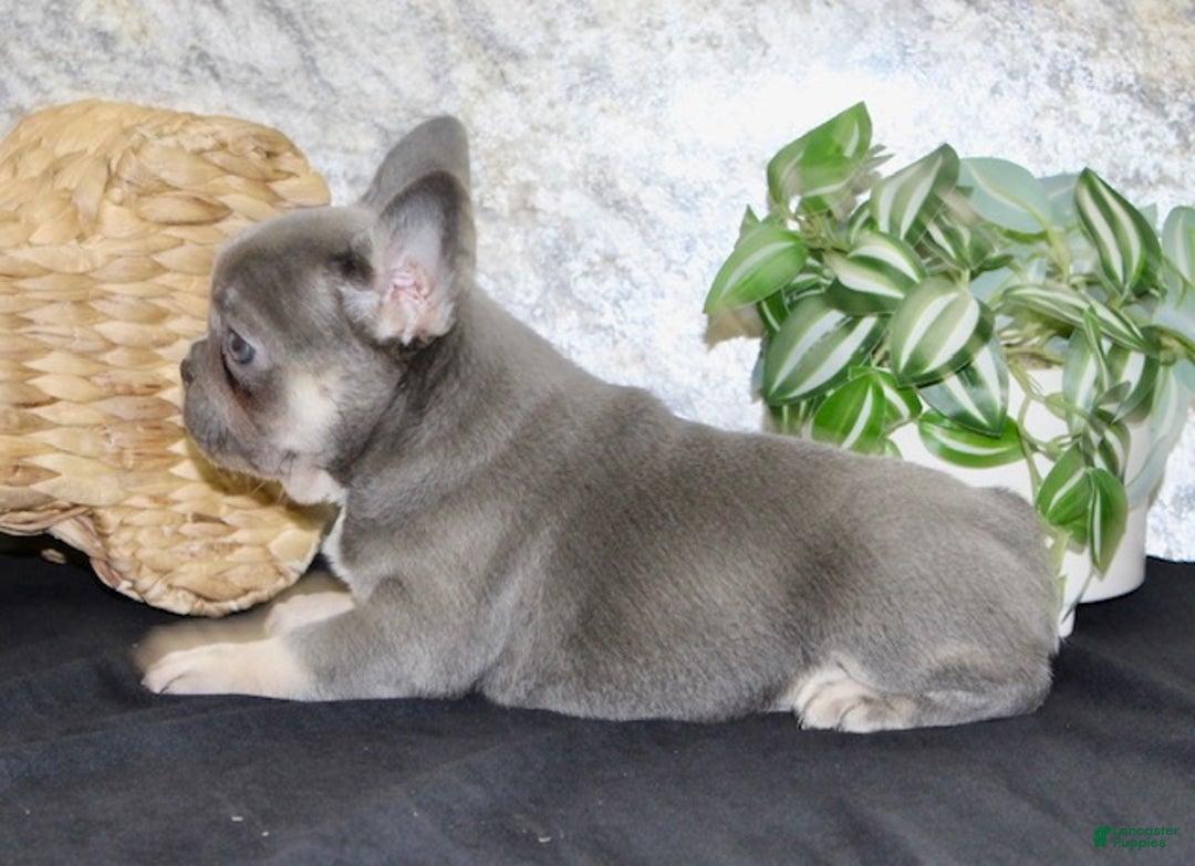 French Bulldog dogs for sale: Sophia - Ad 6