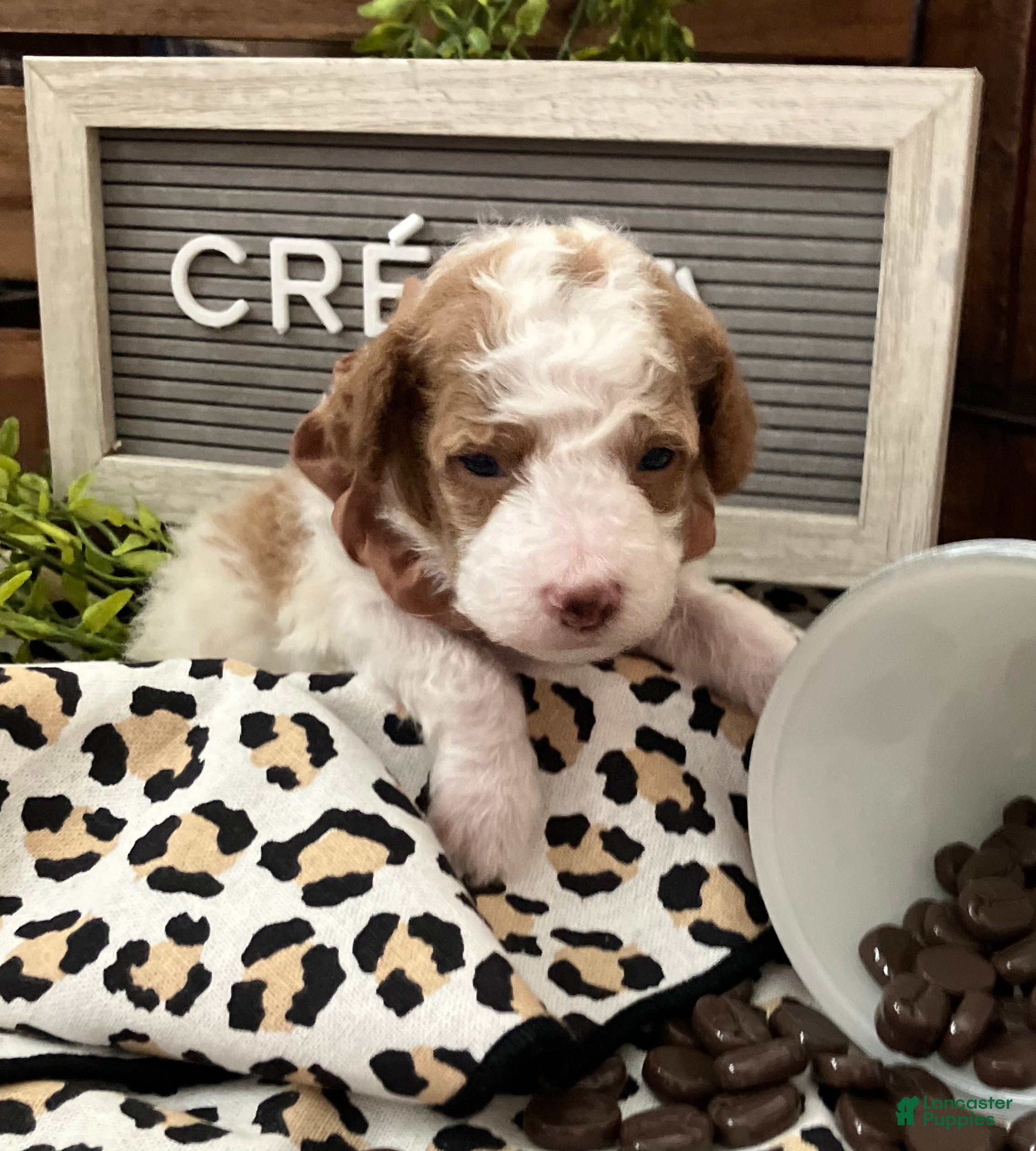 Miniature Poodle dogs Creme - Ad 2
